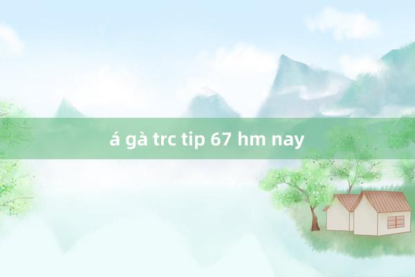 á gà trc tip 67 hm nay