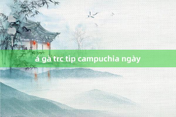 á gà trc tip campuchia ngày